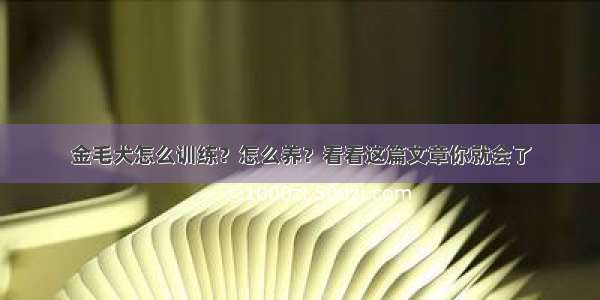 金毛犬怎么训练？怎么养？看看这篇文章你就会了