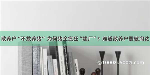 散养户“不敢养猪” 为何猪企疯狂“建厂”？难道散养户要被淘汰