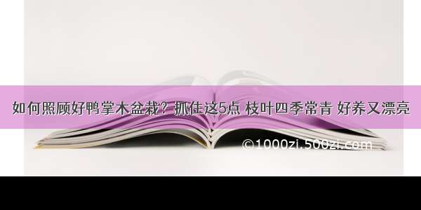 如何照顾好鸭掌木盆栽？抓住这5点 枝叶四季常青 好养又漂亮