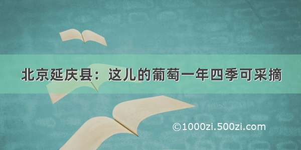 北京延庆县：这儿的葡萄一年四季可采摘