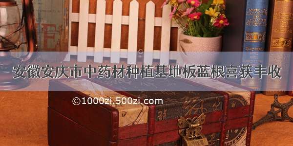 安徽安庆市中药材种植基地板蓝根喜获丰收