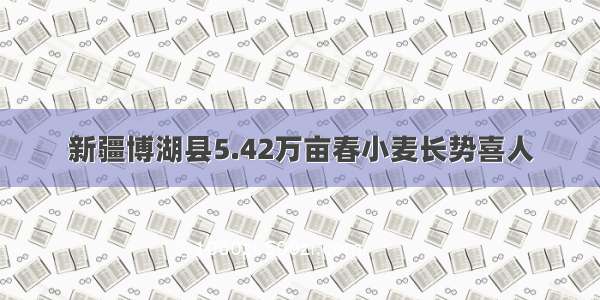 新疆博湖县5.42万亩春小麦长势喜人