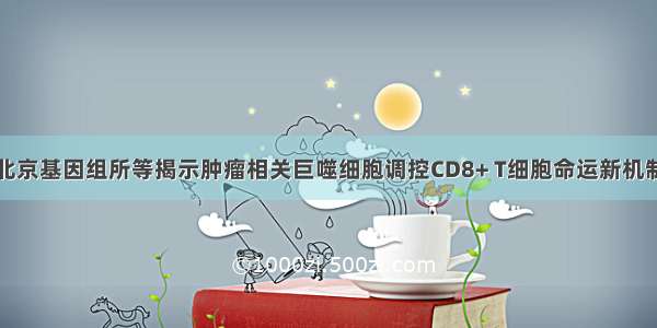 北京基因组所等揭示肿瘤相关巨噬细胞调控CD8+ T细胞命运新机制