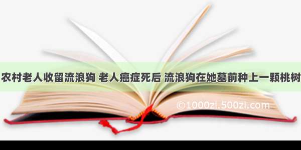 农村老人收留流浪狗 老人癌症死后 流浪狗在她墓前种上一颗桃树