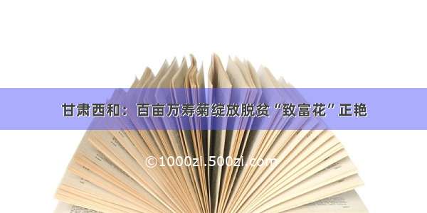 甘肃西和：百亩万寿菊绽放脱贫“致富花”正艳