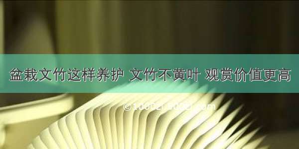 盆栽文竹这样养护 文竹不黄叶 观赏价值更高