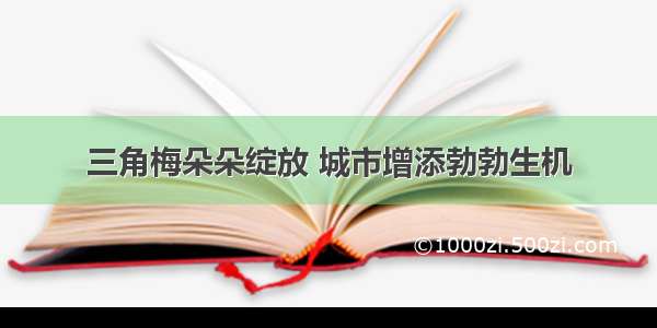 三角梅朵朵绽放 城市增添勃勃生机