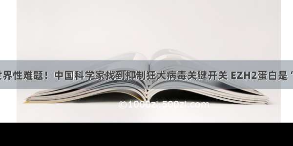 破解世界性难题！中国科学家找到抑制狂犬病毒关键开关 EZH2蛋白是“靶点”