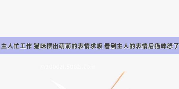 主人忙工作 猫咪摆出萌萌的表情求吸 看到主人的表情后猫咪怒了