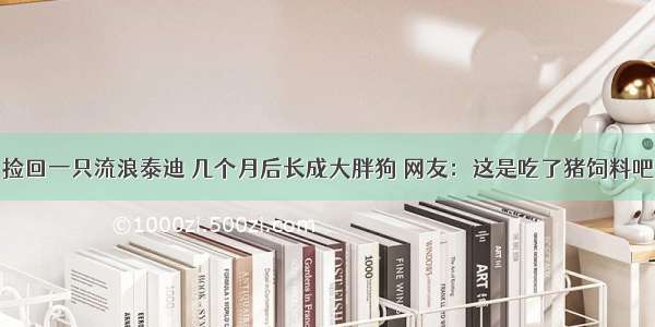 捡回一只流浪泰迪 几个月后长成大胖狗 网友：这是吃了猪饲料吧