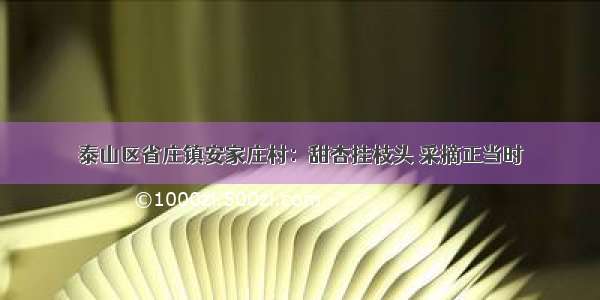 泰山区省庄镇安家庄村：甜杏挂枝头 采摘正当时