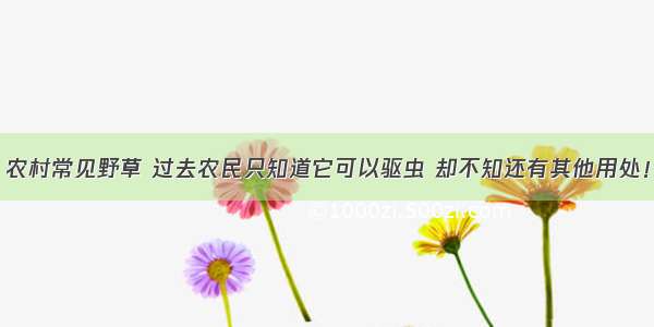 农村常见野草 过去农民只知道它可以驱虫 却不知还有其他用处！