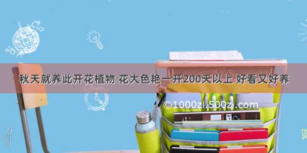 秋天就养此开花植物 花大色艳一开200天以上 好看又好养