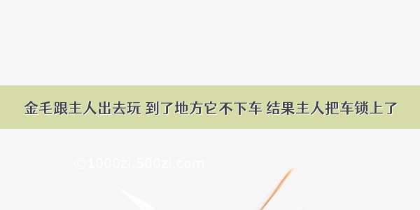 金毛跟主人出去玩 到了地方它不下车 结果主人把车锁上了