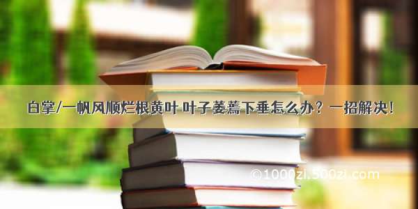 白掌/一帆风顺烂根黄叶 叶子萎蔫下垂怎么办？一招解决！