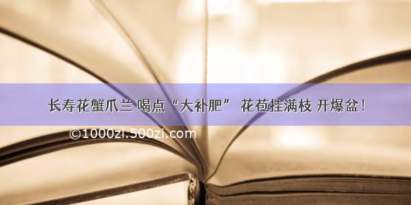 长寿花蟹爪兰 喝点“大补肥” 花苞挂满枝 开爆盆！