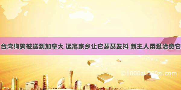 台湾狗狗被送到加拿大 远离家乡让它瑟瑟发抖 新主人用爱治愈它