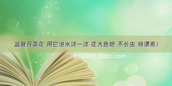 盆栽月季花 用它泡水浇一浇 花大色艳 不长虫 特漂亮！