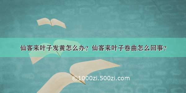 仙客来叶子发黄怎么办？仙客来叶子卷曲怎么回事？