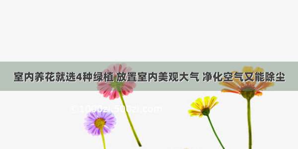 室内养花就选4种绿植 放置室内美观大气 净化空气又能除尘