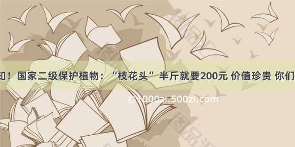 紧急通知！国家二级保护植物：“枝花头” 半斤就要200元 价值珍贵 你们见过吗？