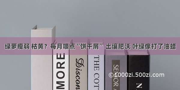 绿萝瘦弱 枯黄？每月喂点“饼干屑” 土壤肥沃 叶绿像打了油蜡