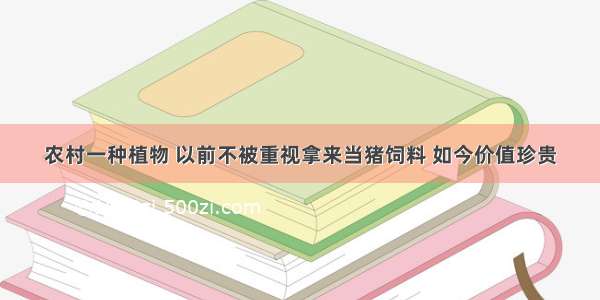 农村一种植物 以前不被重视拿来当猪饲料 如今价值珍贵