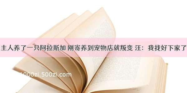 主人养了一只阿拉斯加 刚寄养到宠物店就叛变 汪：我找好下家了