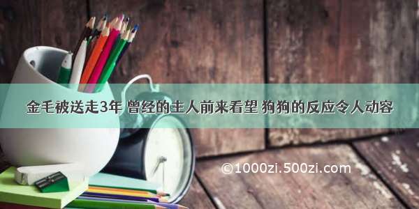 金毛被送走3年 曾经的主人前来看望 狗狗的反应令人动容