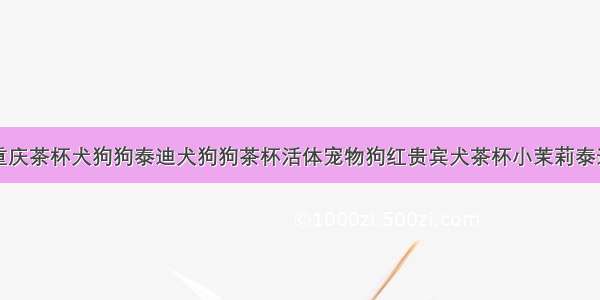 重庆茶杯犬狗狗泰迪犬狗狗茶杯活体宠物狗红贵宾犬茶杯小茉莉泰迪