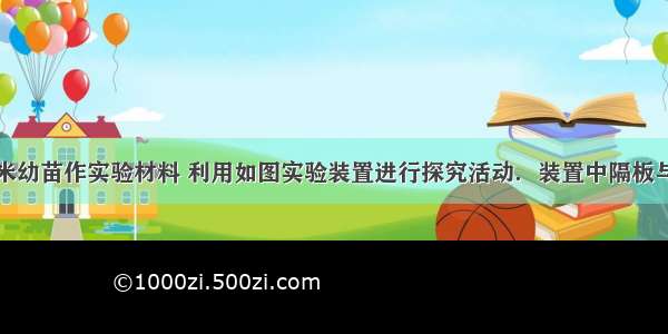 某同学用玉米幼苗作实验材料 利用如图实验装置进行探究活动．装置中隔板与无色透明钟