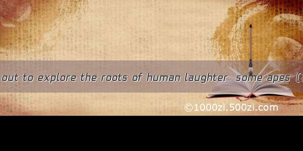 When scientists set out to explore the roots of human laughter  some apes（类人猿） were just