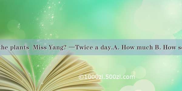 — do you water the plants  Miss Yang? —Twice a day.A. How much B. How soon C. How often