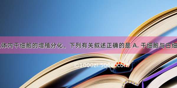 下图表示人体内干细胞的增殖分化。下列有关叙述正确的是 A. 干细胞与白细胞的基因型