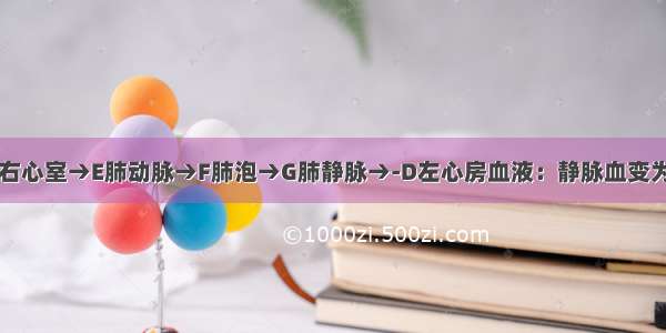 肺循环：从B右心室→E肺动脉→F肺泡→G肺静脉→-D左心房血液：静脉血变为动脉血（在F