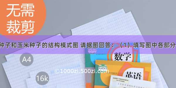 如图是菜豆种子和玉米种子的结构模式图 请据图回答：（1）填写图中各部分的名称：[A]